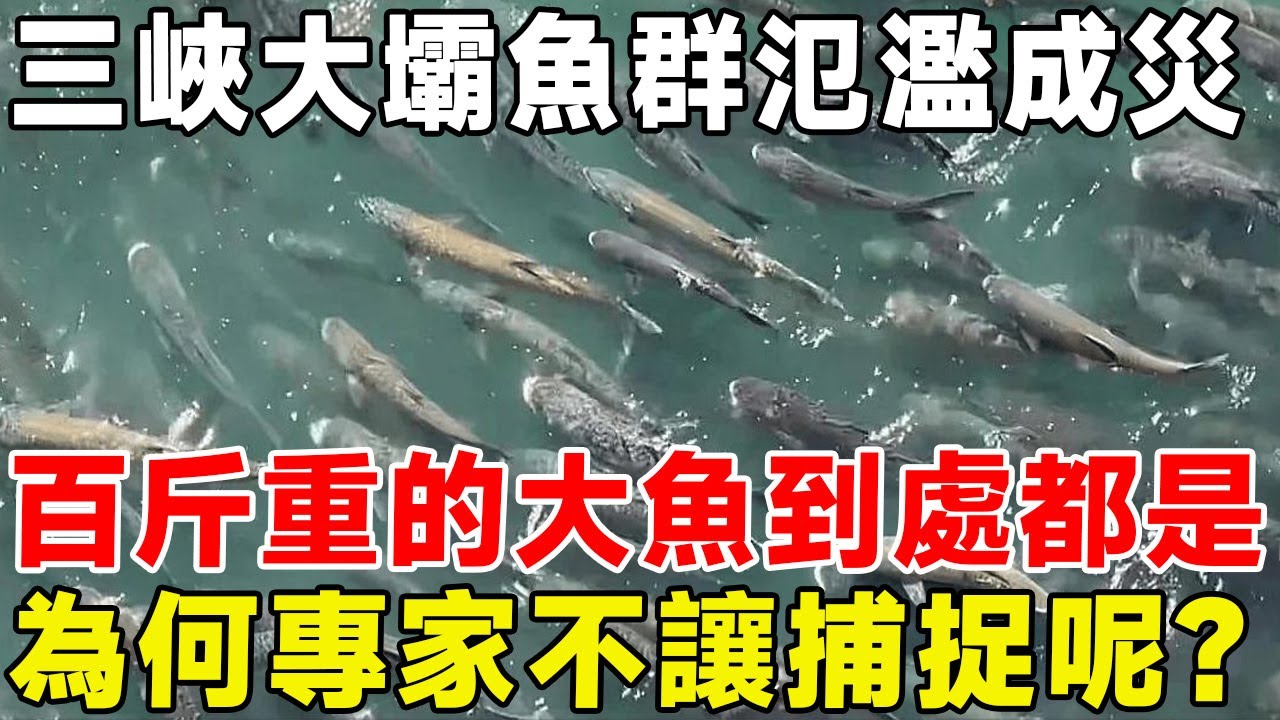 三峽大壩魚群氾濫成災，百斤重的大魚到處都是！ 為何專家不讓捕捉呢？專家：根本高興不起來！ #三峽大壩#水力發電廠#三峽大壩大魚#環保#科普頻道 #科普