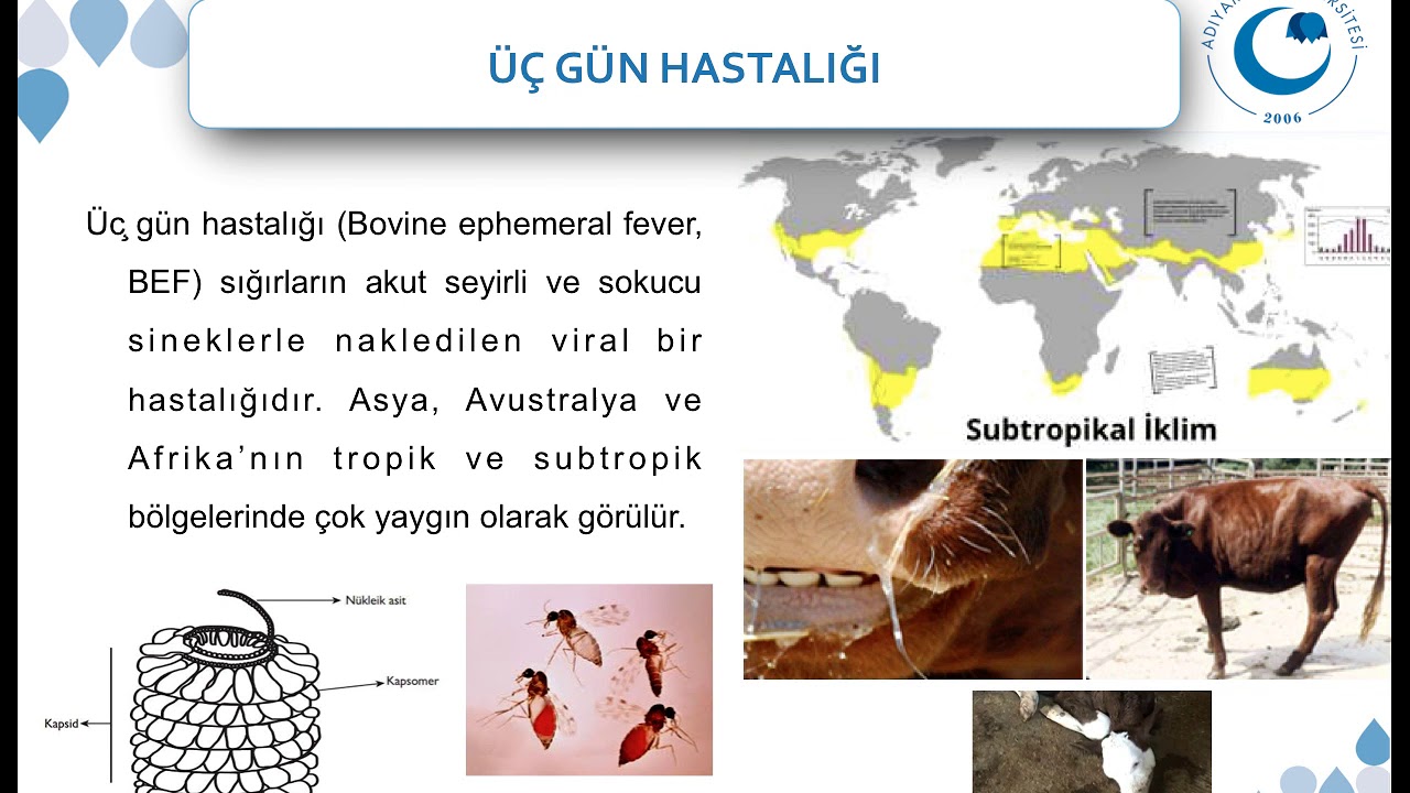 Sığırlarda Önemli Viral Hastalıklar II
