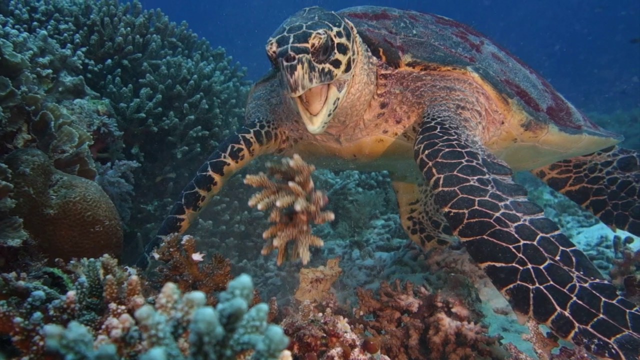 Tubbataha, Philippines, 2017 HD. What an experience!!! See more at www.PrimeDives.Com