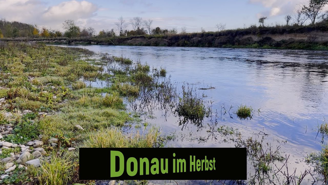 Die Donau im Herbst;  Flussrenaturierung, Kiesbänke, Auwald