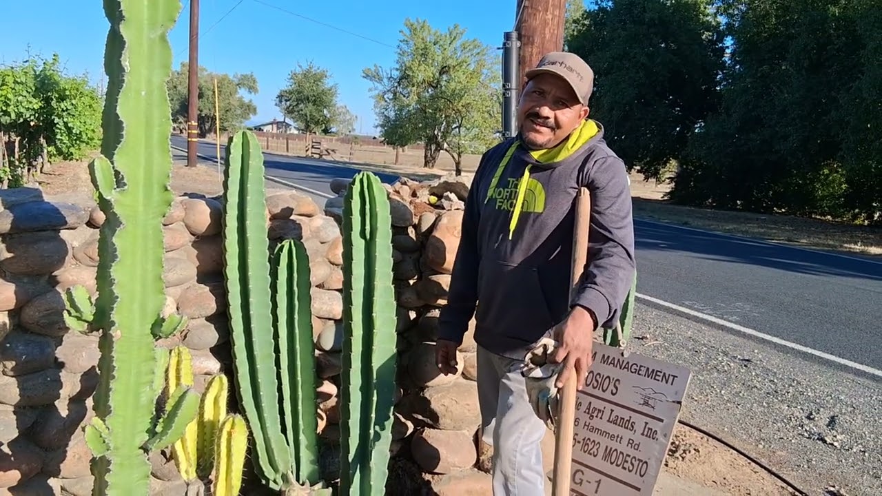 Cactus de san pedro 