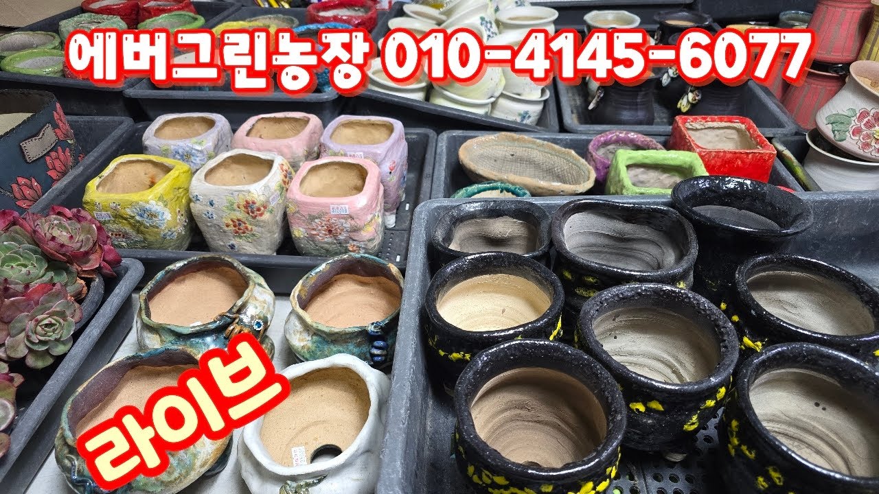 💥[1월 20일 라이브] 에버그린농장 010-4145-6077(카드결제가능)묵은둥이 예쁜이들 착하게~♡
