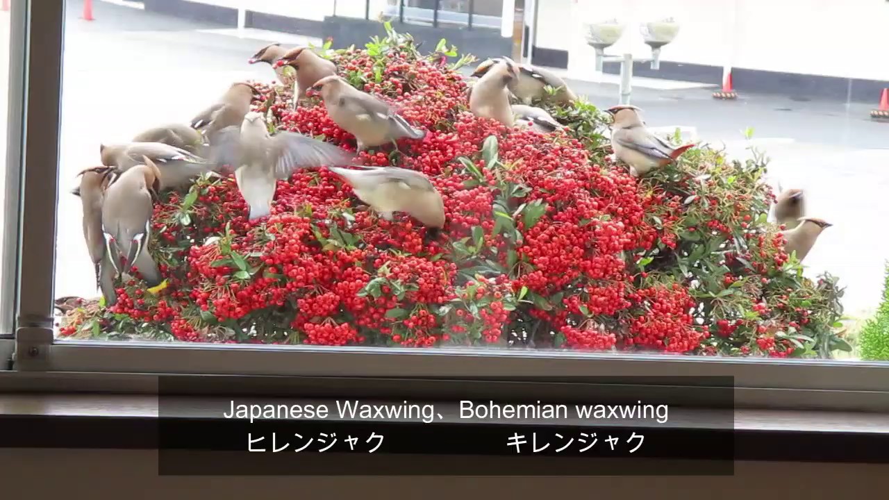 ヒレンジャク、キレンジャク | Wild birds eating fruit | 実を食べる野鳥