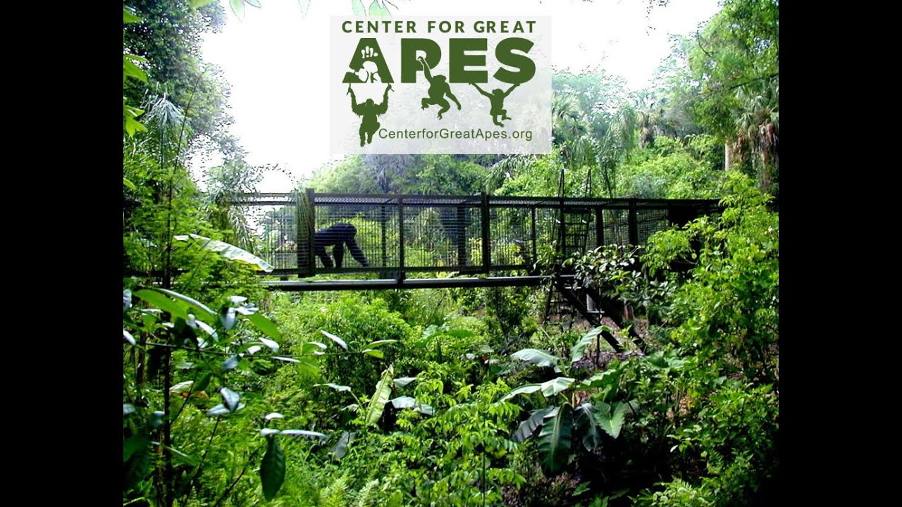 Center for Great Apes Sanctuary Welcome Video