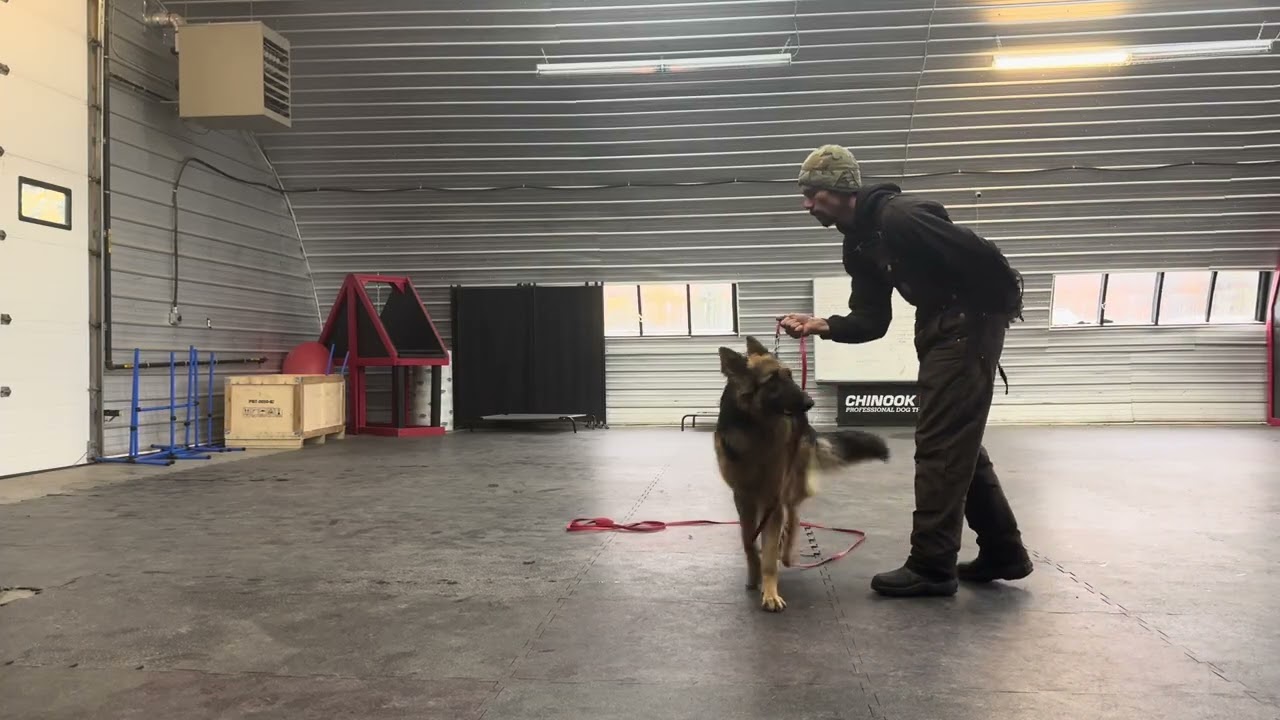 More Play and Obedience With Shadow!