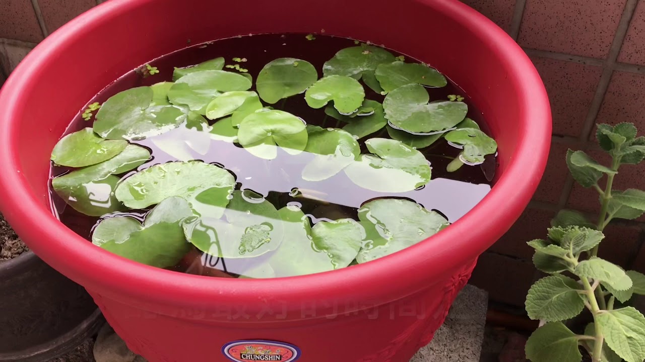 養魚先養水之戶外生態缸開缸需要多久才放魚及戶外養孔雀魚的秘訣
