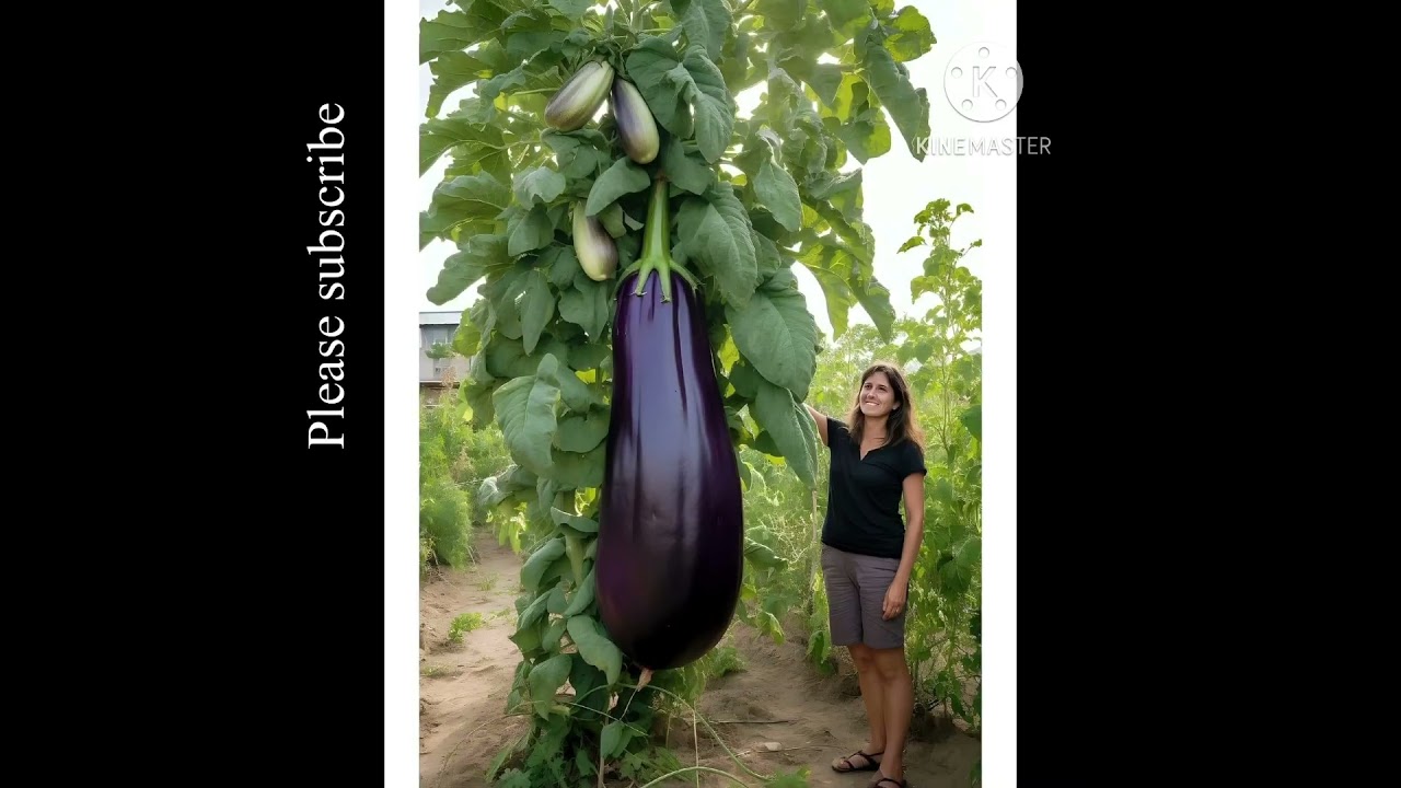 Amazing big size eggplant