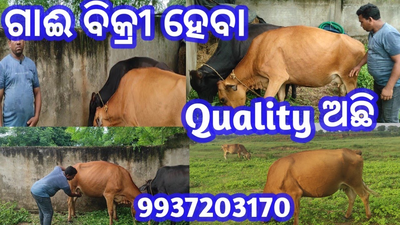 Jersey cow for sell//Good quality jersey//#arunvillagelife