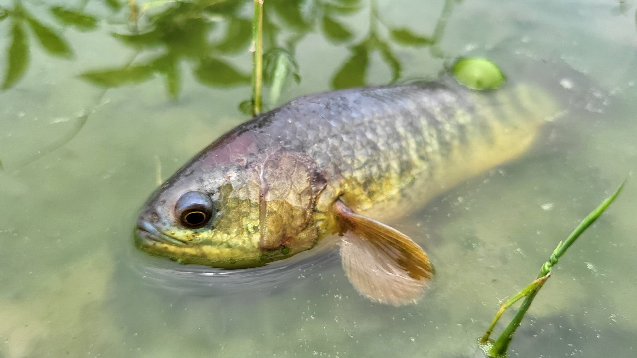 Rainy Day Fishing Secrets You Never Knew About Climbing Perch