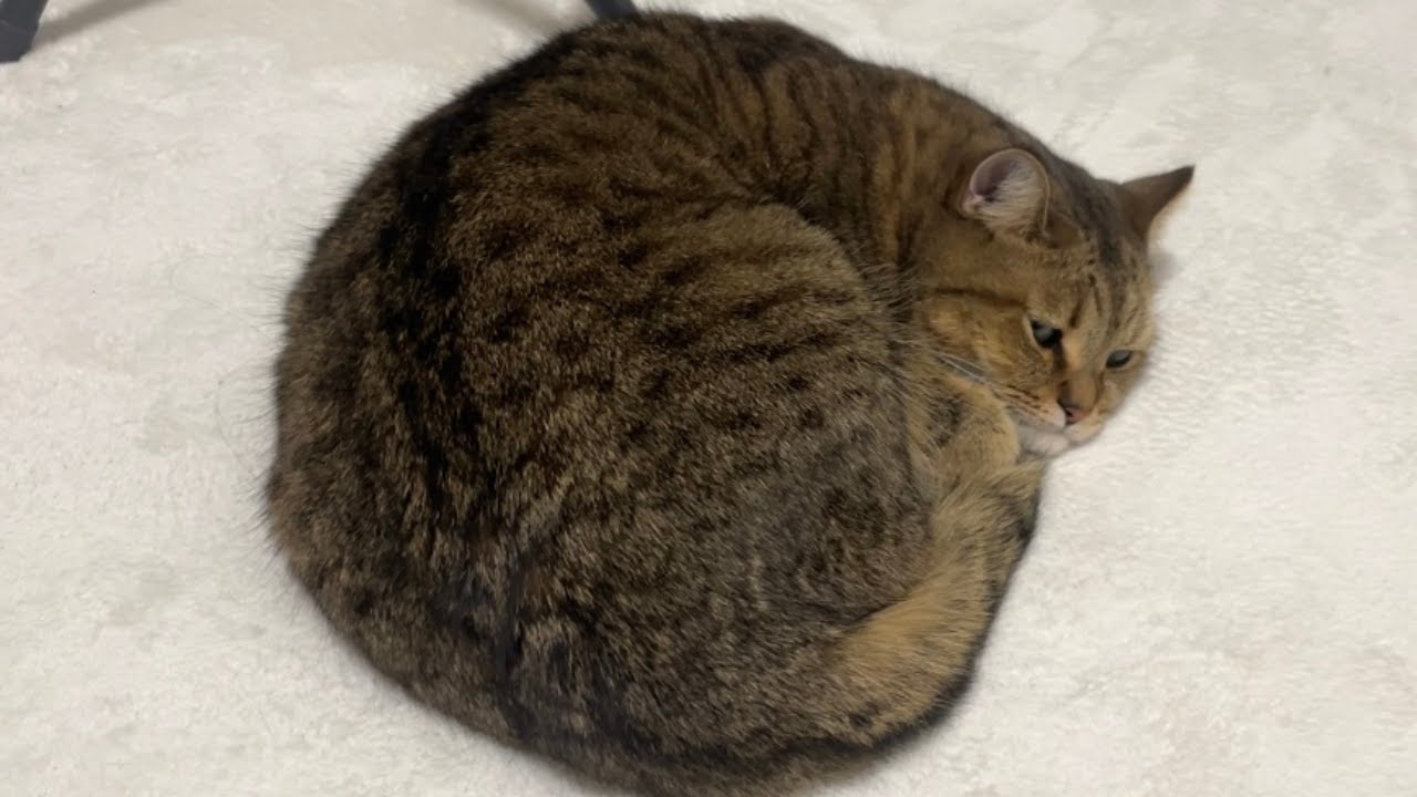 信頼していたママに騙されてしまい丸まりながら不貞腐れる猫