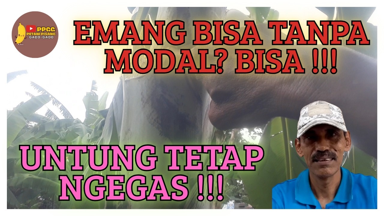 Modal 0, Untung Jalan! Berkebun Pisang Rumahan yang Tetap Menghasilkan!