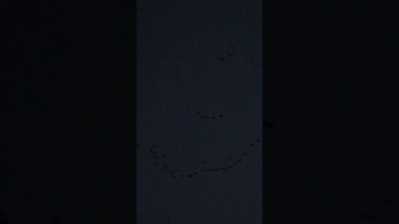Huge Flock Of Geese Fly Towards The Moon 🌕 #happy #love #nature #beautiful #shorts