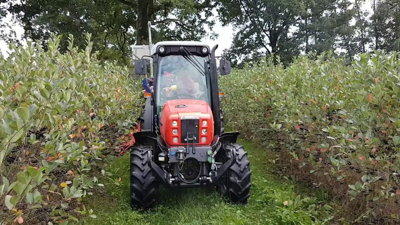 Aroniabeeren Ernte 2017 bei Aronia Swiss
