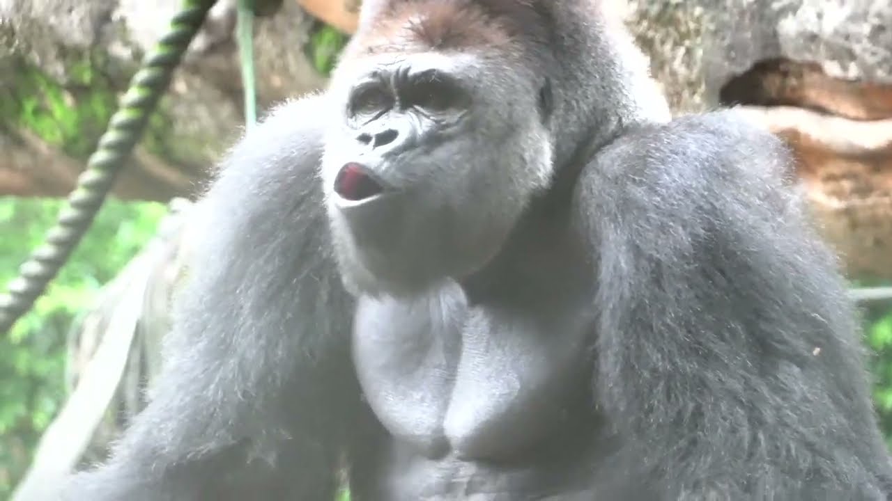 Haoko was anxious, searching for Momoko, who was away for medical exam. #1/6 UENO ZOO 上野動物園ゴリラ（0075）
