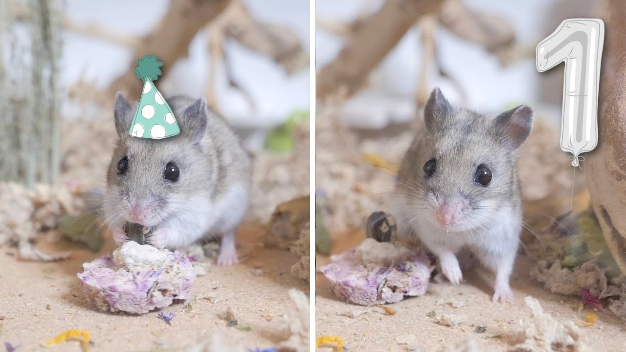 Waddles First Birthday! | Vlog