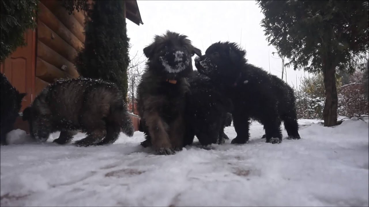 Herbu Czarny Wilk miot H 5 tygodni 