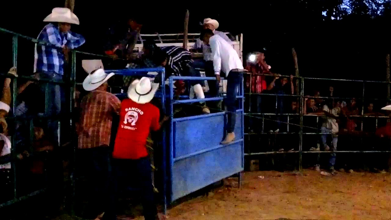 🐂El andariego de poza verde GRO  🐂