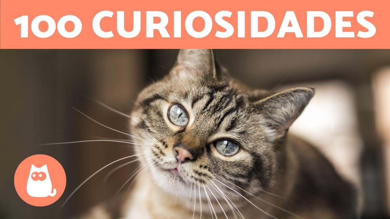 100 CURIOSIDADES sobre GATOS que v&atilde;o te surpreender 🐱🐾