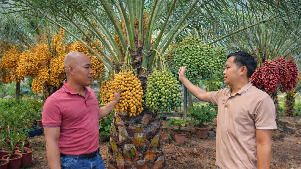 HÔM NAY THÉP ĐI MUA GIỐNG CHÀ LÀ| CUỘC SỐNG NÔNG DÂN 