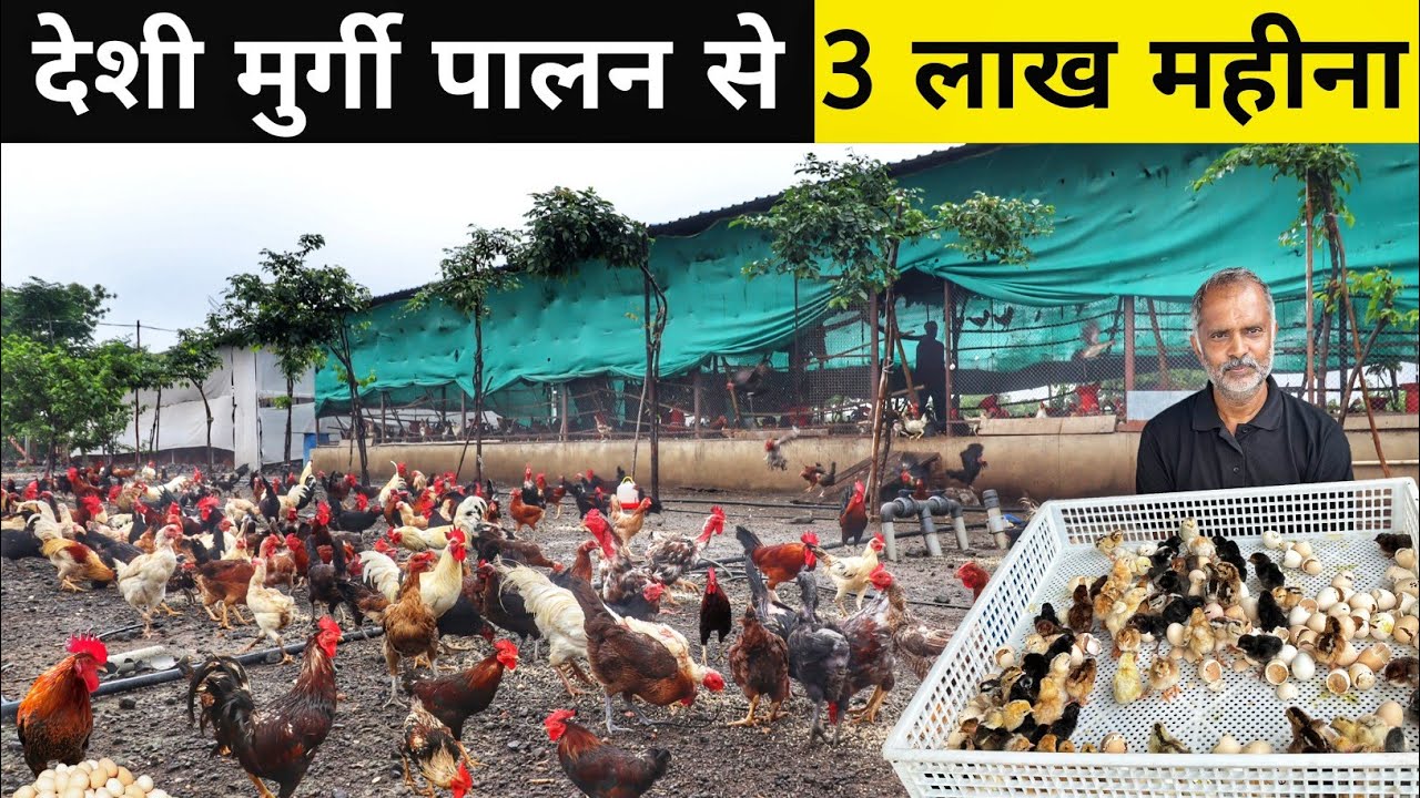 फ्री रेंज देशी मुर्गी फैक्ट्री | Free Range Desi Poultry Farm | Poultry Farm Business plan