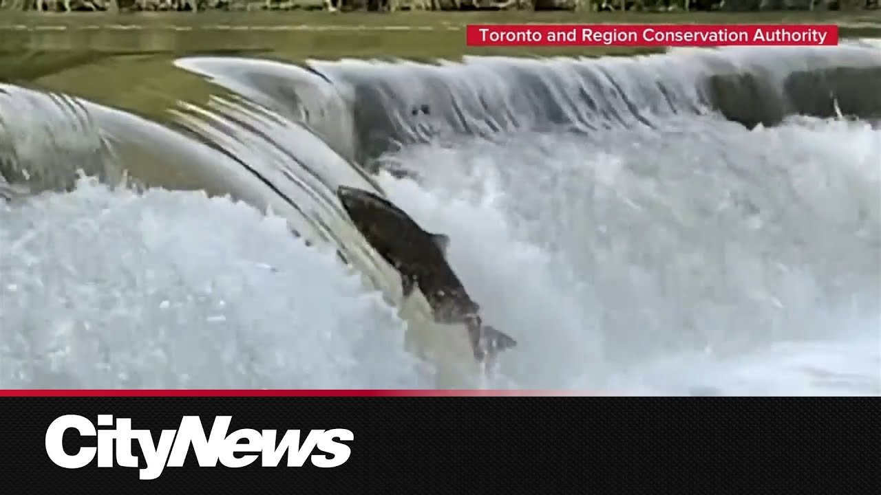 The salmon run across the GTA may be affected by the warm temperatures