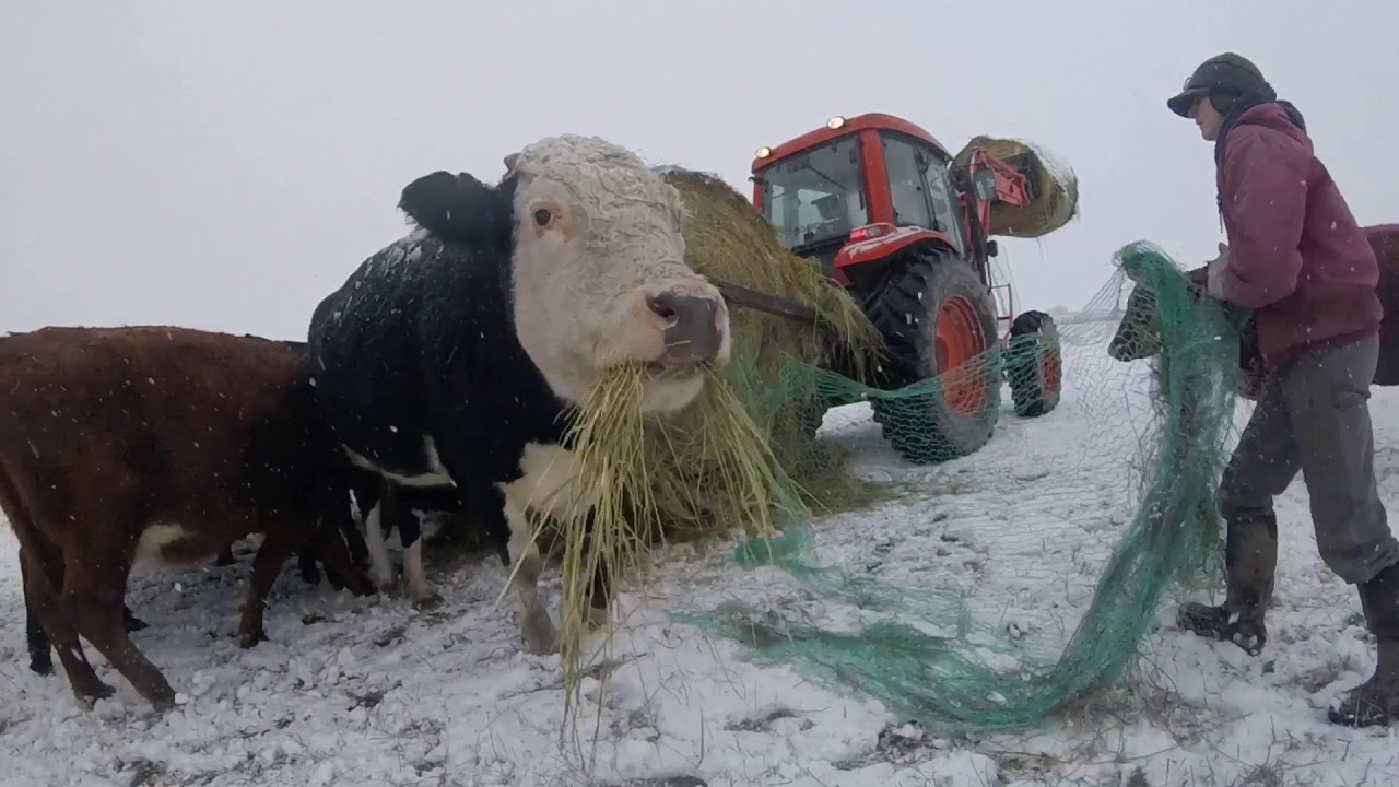 FEEDING CATTLE WITH THE HOME MADE BALE UNROLLER!! | Kioti 9020