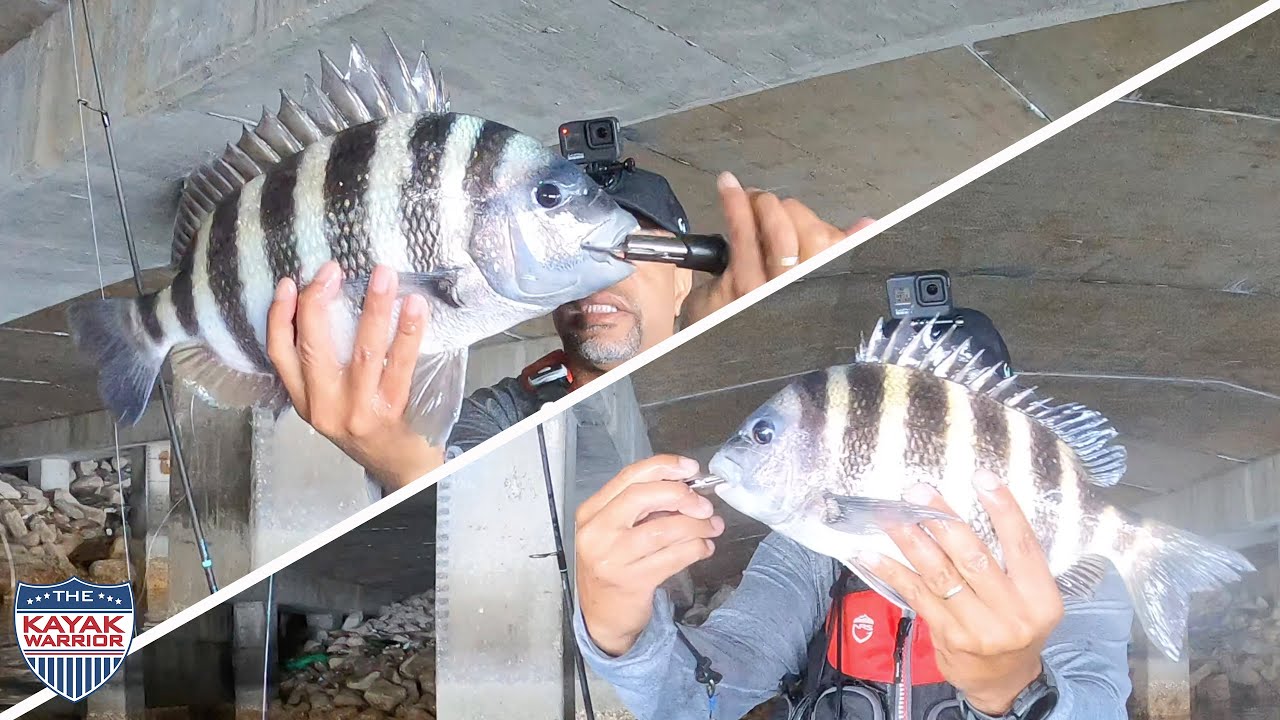 Quick SHEEPSHEAD Fishing Trip Produces BIG Results in TAMPA BAY