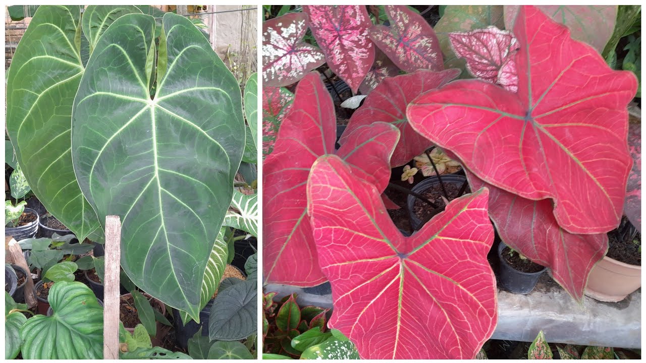 OLHA SÓ QUANTAS PLANTAS DIFERENTES NA CASA DE UMA AMIGO EM MANAUS AMAZONAS. 😱QUERIA ERA MORAR LÁ😍