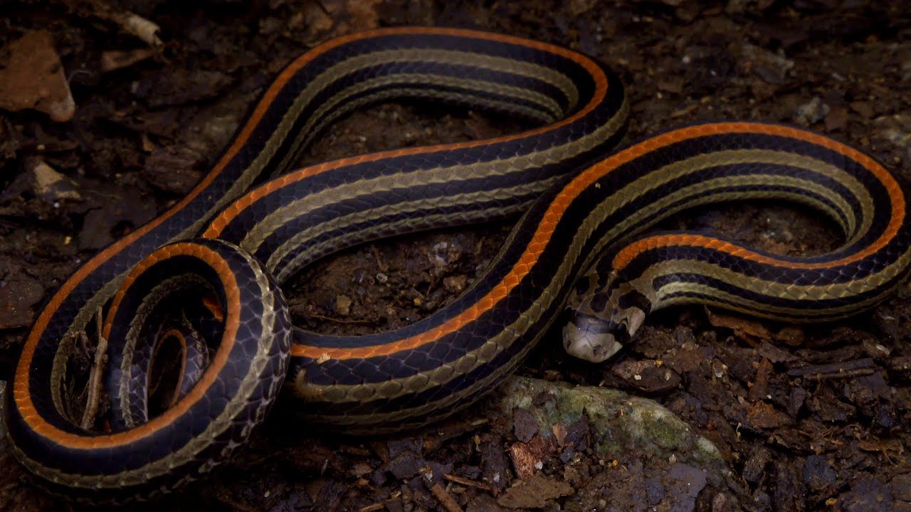 Eight-stripped Kukri Snake: Singapore Snakes