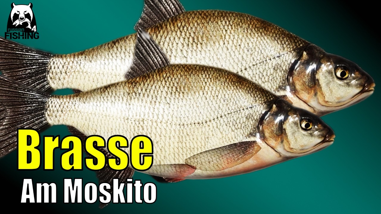 Russian Fishing 4 - Moskito See - 🎣 Auch hier gibt es Brasse! rf4 Brassen angeln #rf4