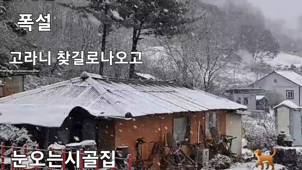 폭설 눈오는날  눈내리는날.치악산 신림면 일원 고라니 차에치이기 직전 탈출 낭만 분위기최고
