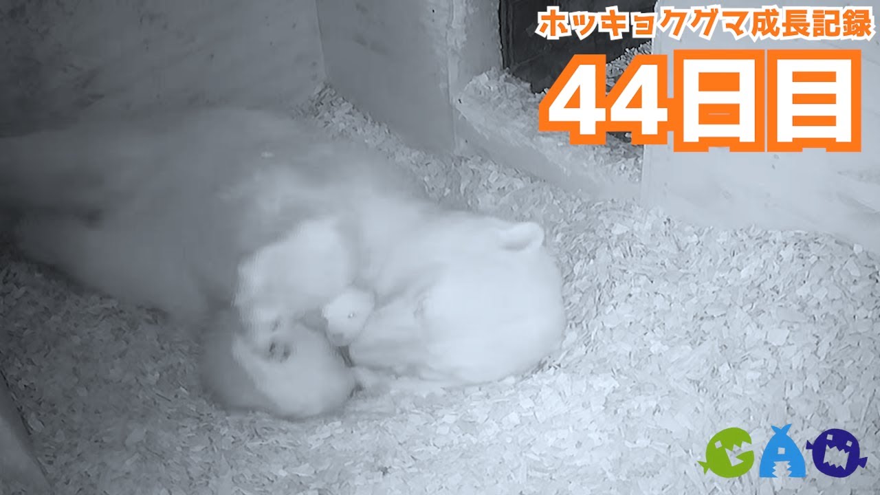 【44日目】ホッキョクグマ成長記録21