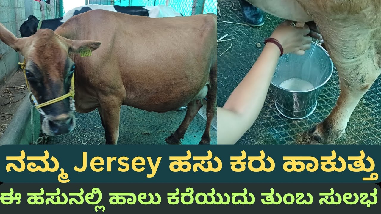 ನಮ್ಮ Jersey ಹಸು🐄ಕರು ಹಾಕುತ್ತು ಈ ಹಸುನಲ್ಲಿ ಹಾಲು ಕರೆಯುದು ತುಂಬ ಸುಲಭ 