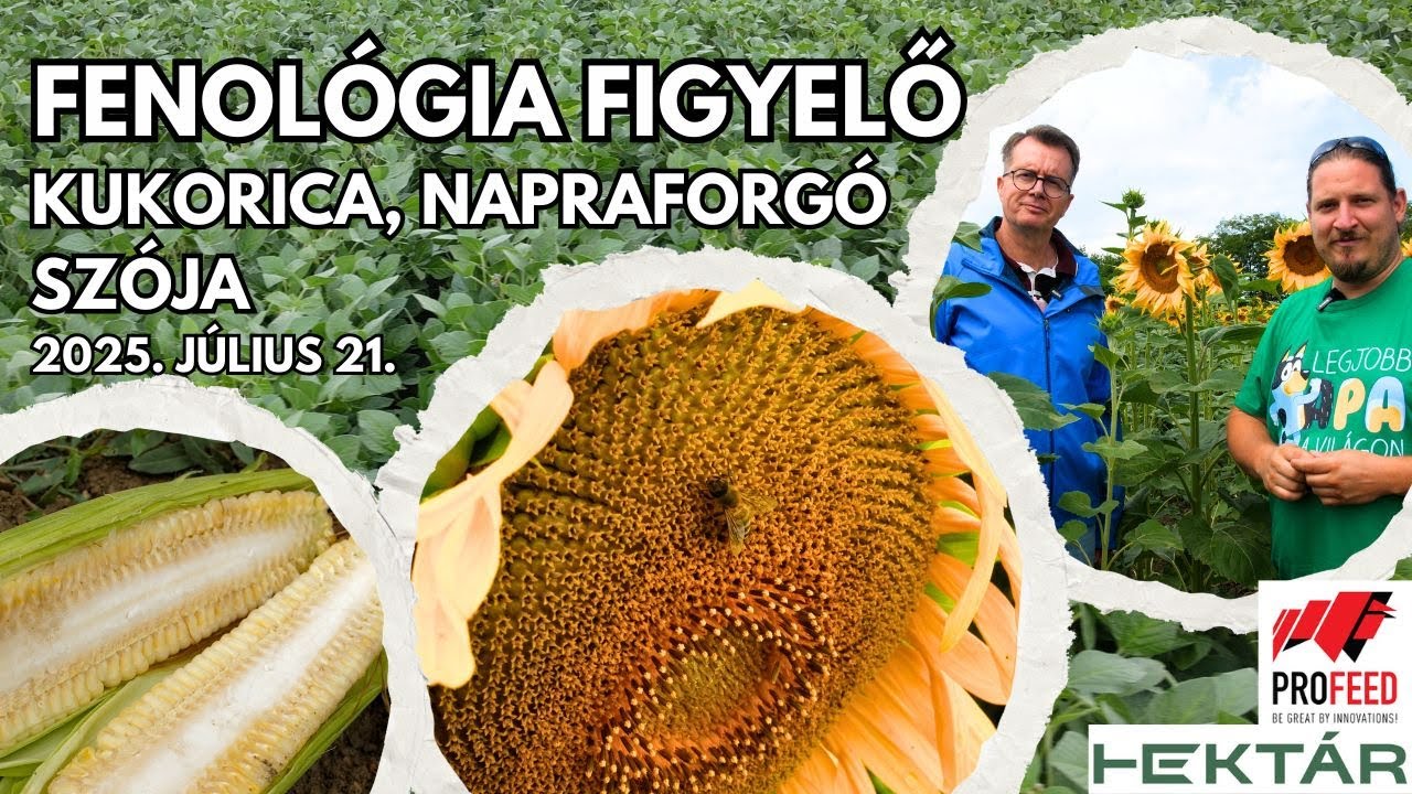 Növelhető még a termésmennyiség és a minőség? - Napraforgó, kukorica, szója virágzás és magképződés