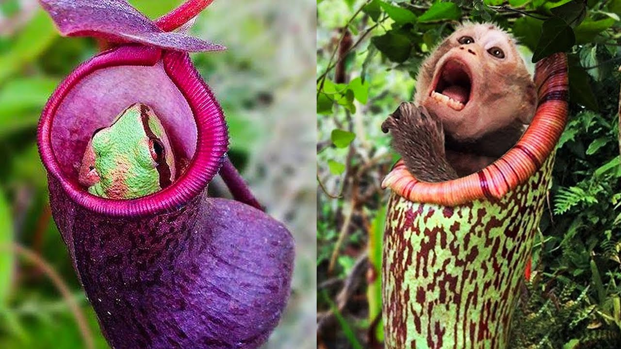 &iexcl;Incre&iacute;ble! Top 20 Plantas Carn&iacute;voras que comen Animales 😱