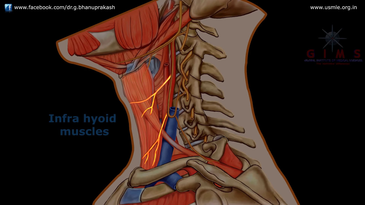 АНАТОМИЯ ANSA CERVICALIS (АНИМАЦИЯ)
