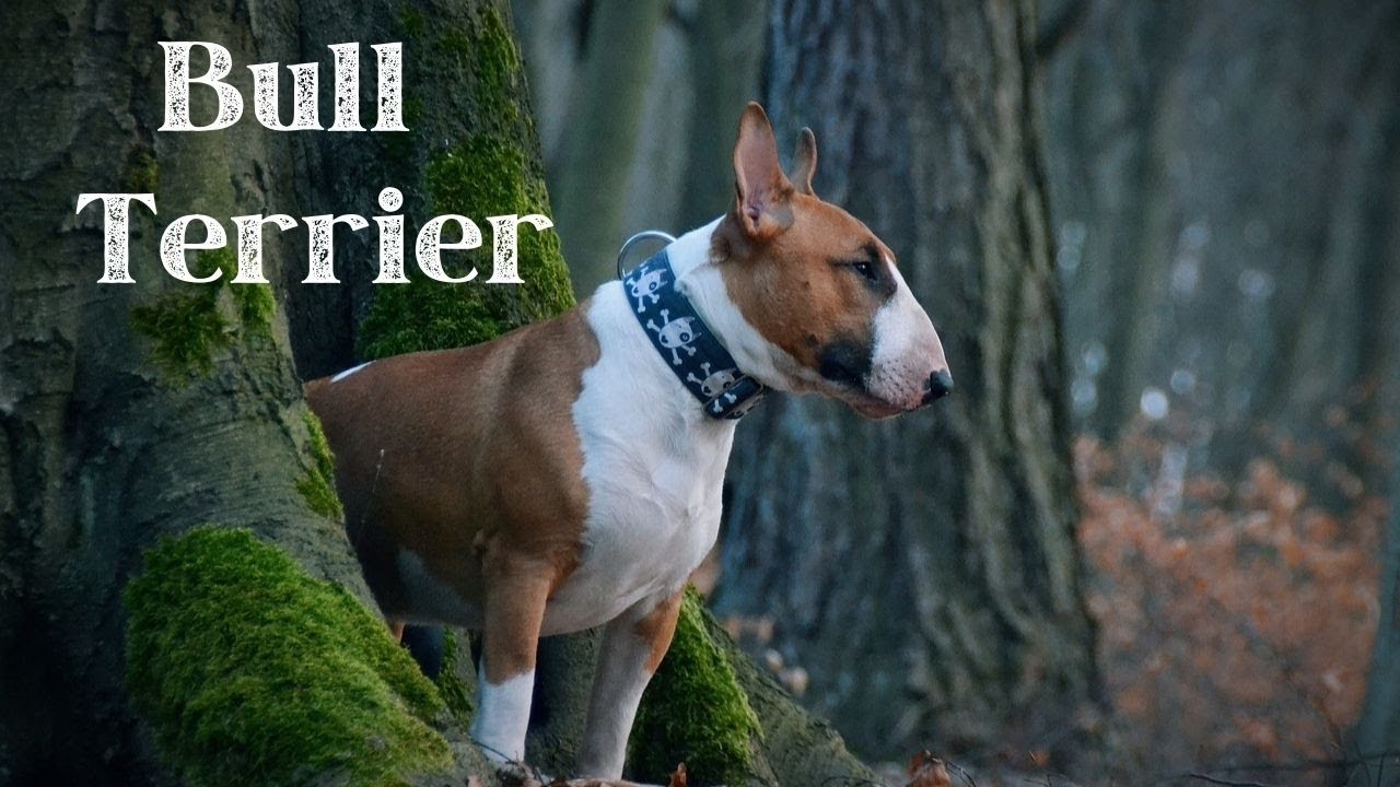 S6 E16: Bull Terrier: The Unique and Energetic Companion