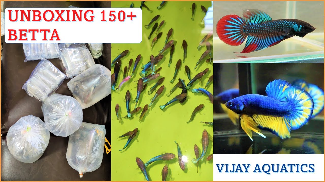 Unboxing 150+ Betta (Wild)| Vijay Aquatics | Tamil