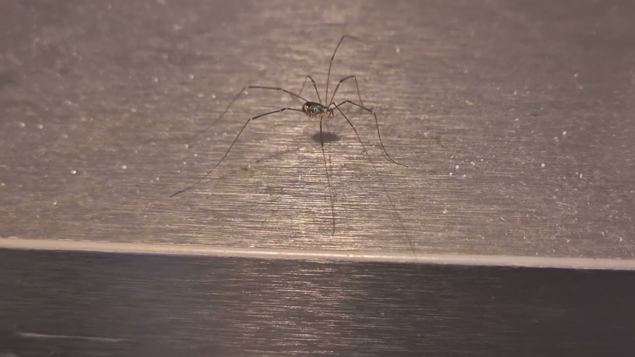 Daddy-long-legs chewing its legs