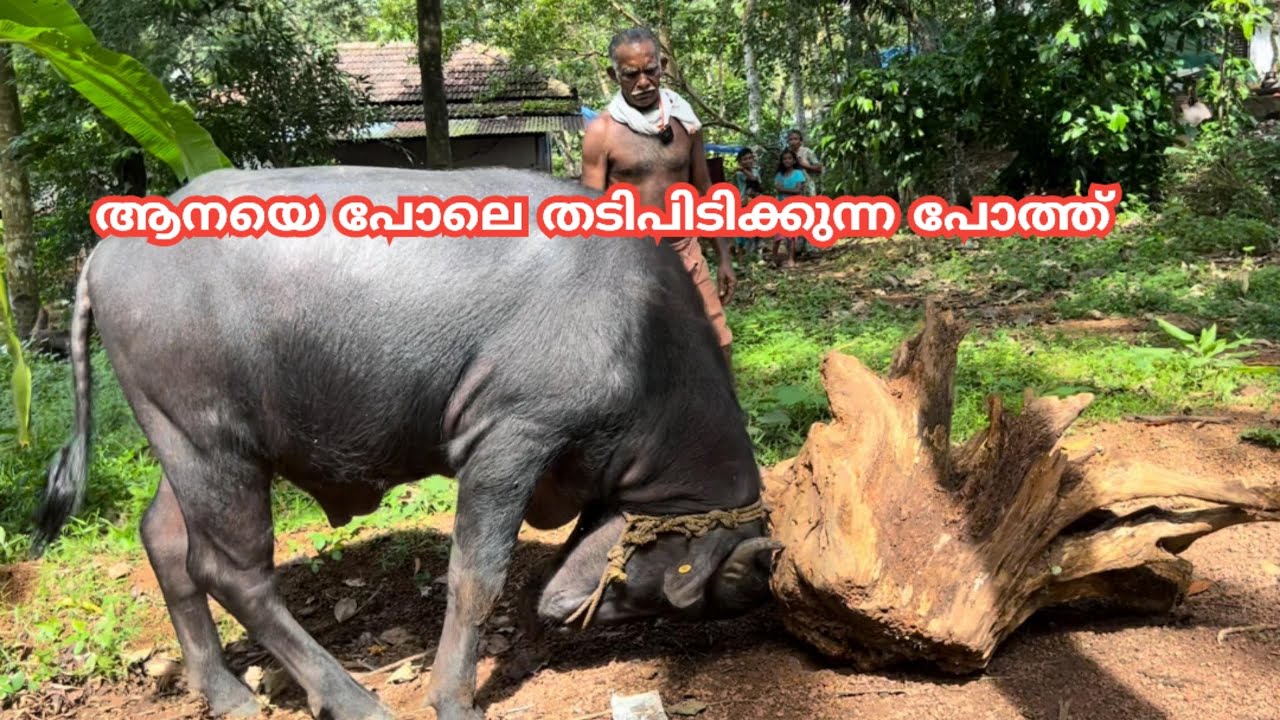 ആനയെപോലെ തടിപിടിക്കുന്ന പോത്തിനെ കണ്ടിട്ടുണ്ടോ