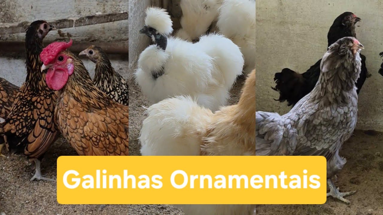 Galinhas Ornamentais de Raça | Sítio 5 Irmãos