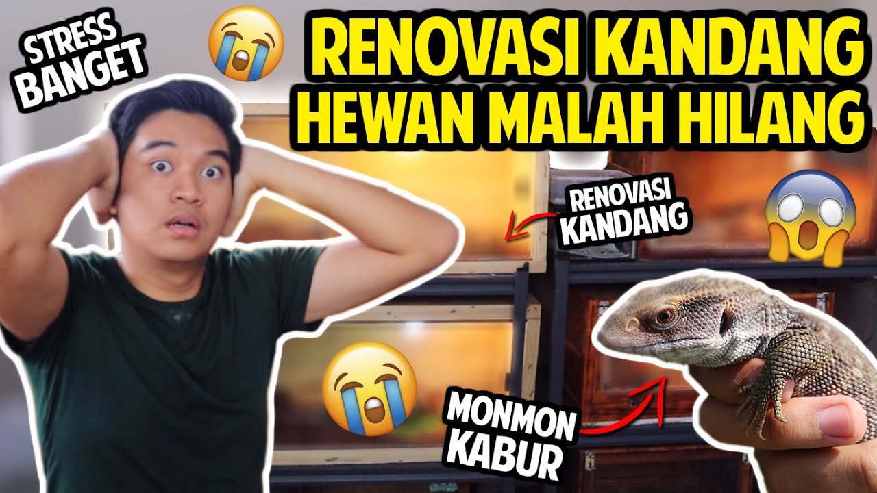 MONMON KABUR!! HILANG PAS KANDANG MAU DIRENOVASI!! BIKIN KANDANG JADI MAKIN NYAMAN!