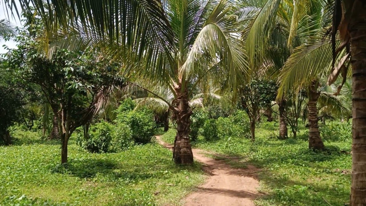 (P# 599) 2.5 hectares Beautiful Farm @ 530/sqm in Pagsanjan, Laguna  for sale