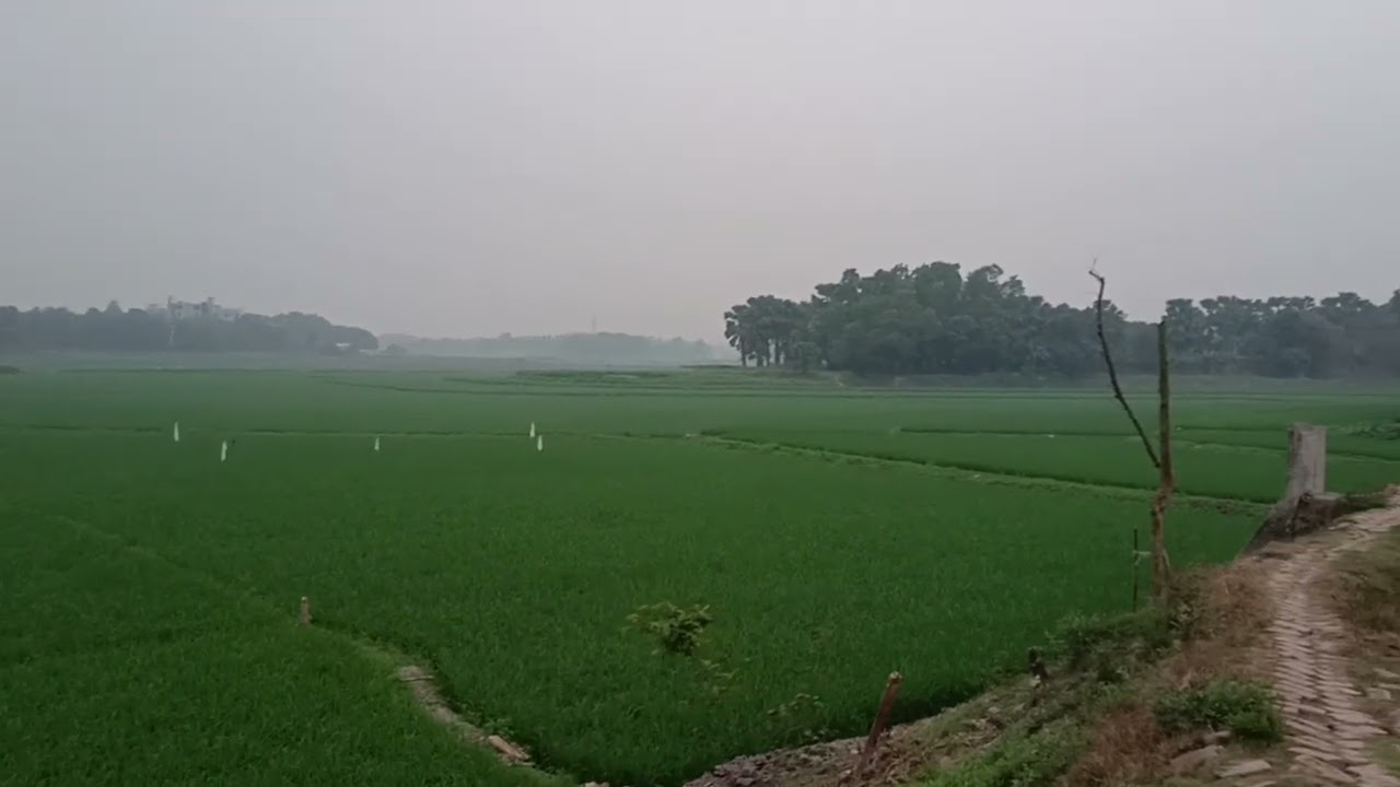 Beautiful Bangladesh #shortsvideo #gazipurcitycorporation #bdshortsvideo #nature @TRL33