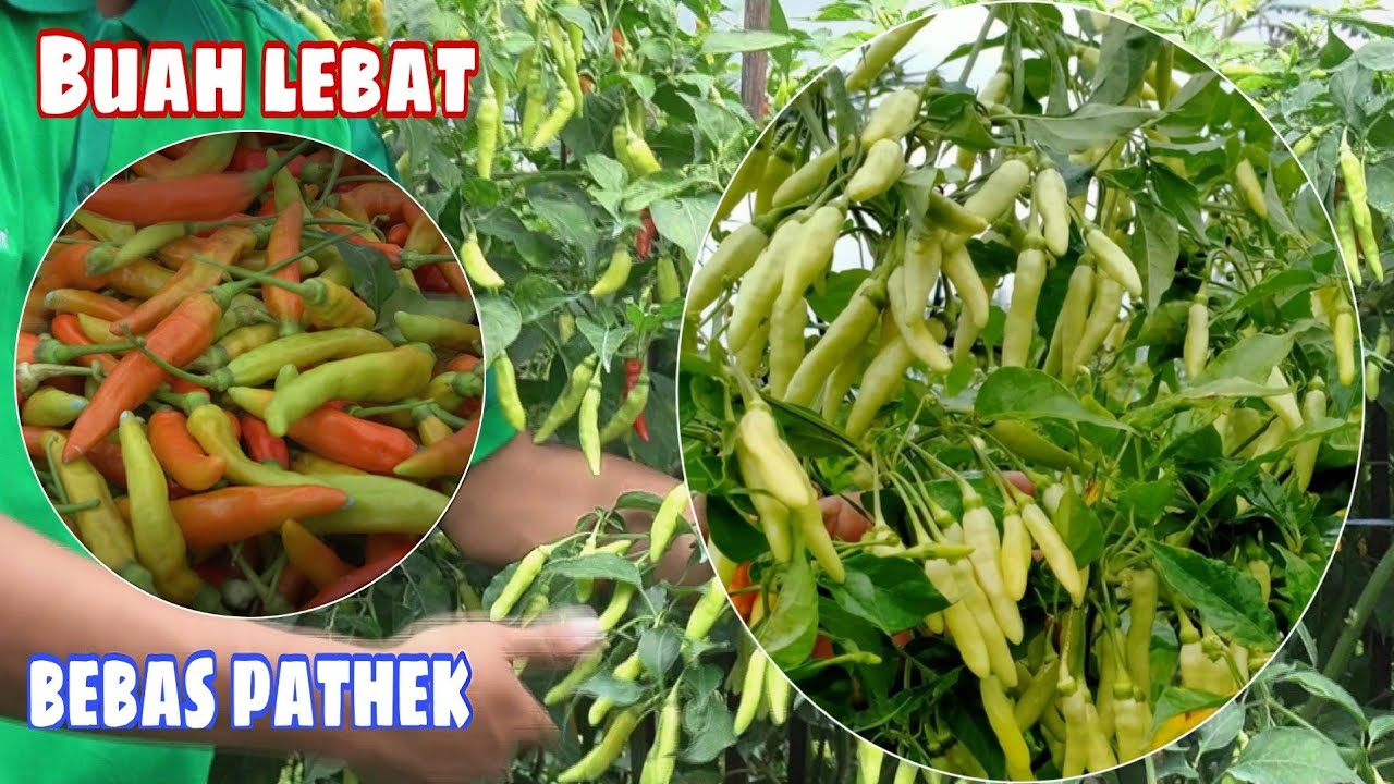 Cara menanam cabe rawit berbuah banyak di musim hujan tahan patek