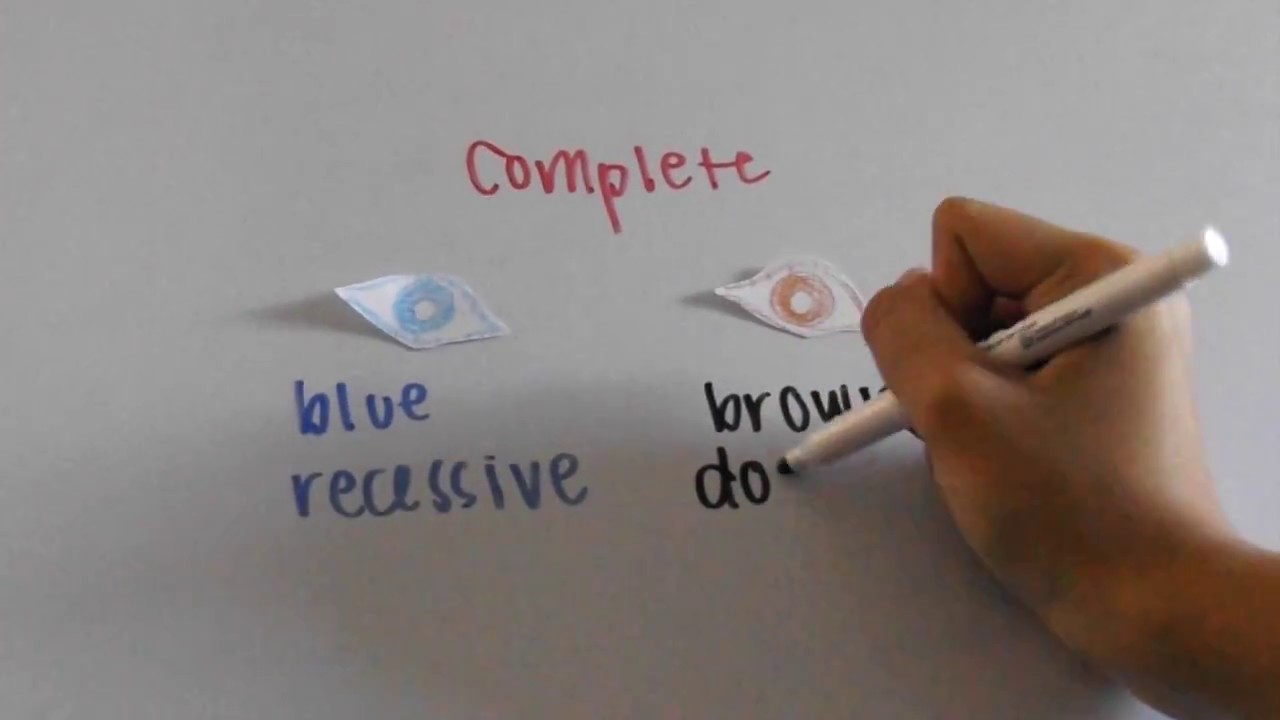 Inheritance Patterns in Genetics