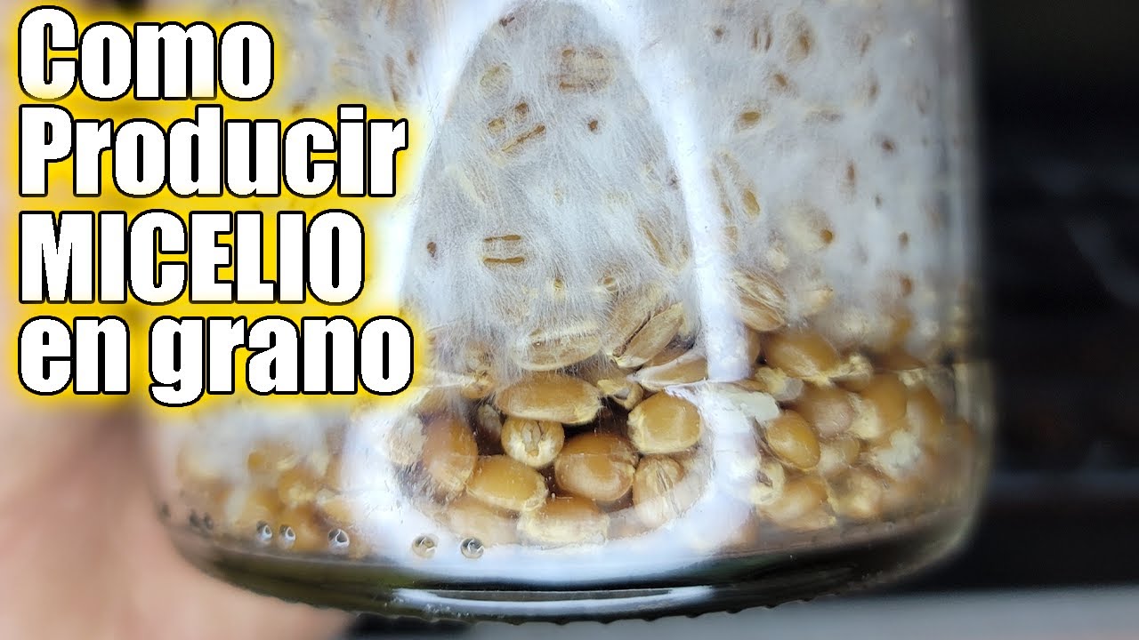 Como producir MICELIO en GRANO cultivo de hongos en casa || Bananafabric