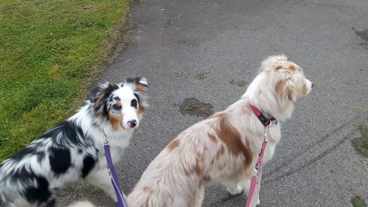Erklärung zum Aufbau: Anti Jagd Training mit Hund (mit Liv, 7 Monate)
