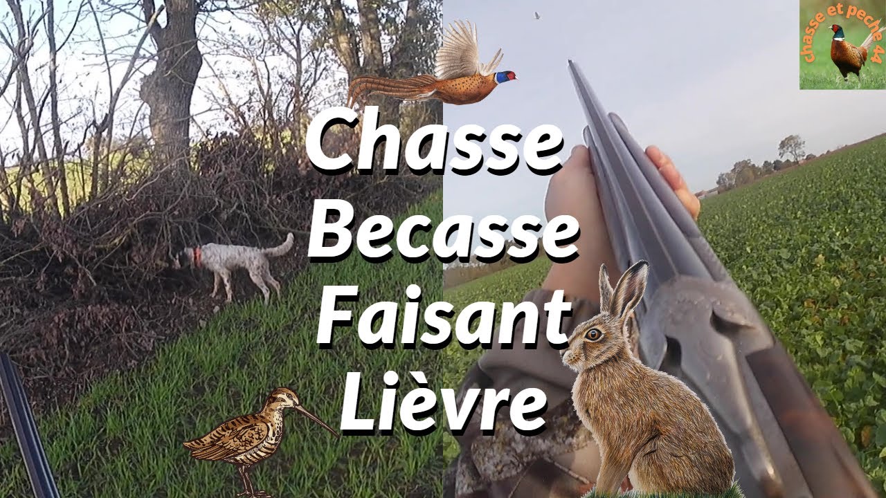 Chasse becasse faisant lievre
