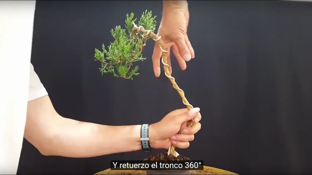 Shari 360° - Bonsai ciprés piramidal bunjin 🌲